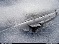 Photo by RhondaRogalski | Cooper Landing  feather, bird, snow, ice, sun, melt, water, droplet, alaska, col